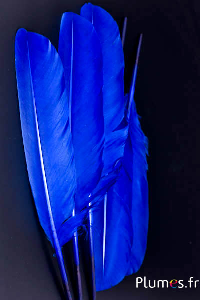 Cygne - 30-33 cm - bleu